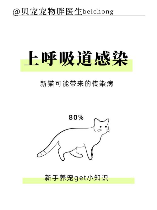 貓咪感冒為何會(huì)流淚？了解貓咪感冒癥狀與護(hù)理