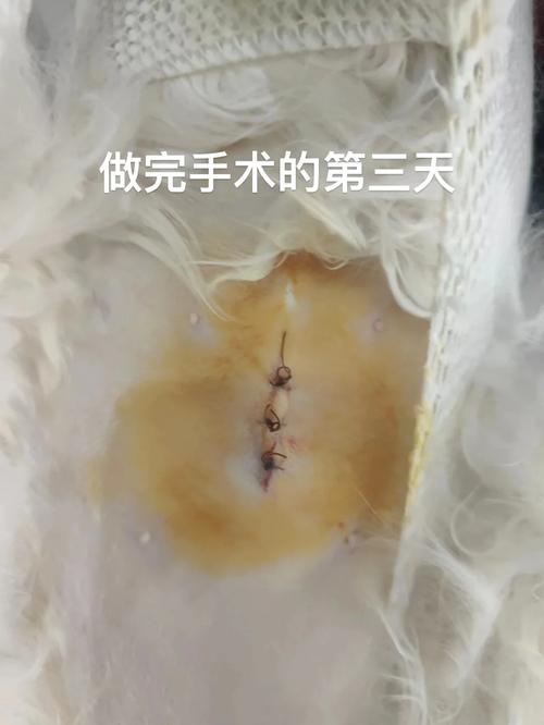 貓咪術(shù)后拆線，護(hù)理小貼士