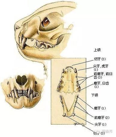 探索貓咪平牙的秘密