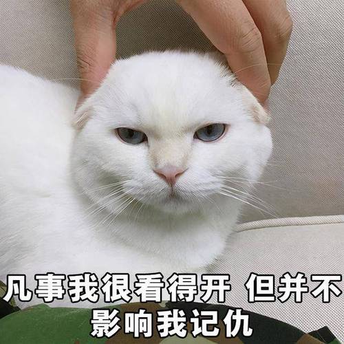 貓咪喜歡記仇