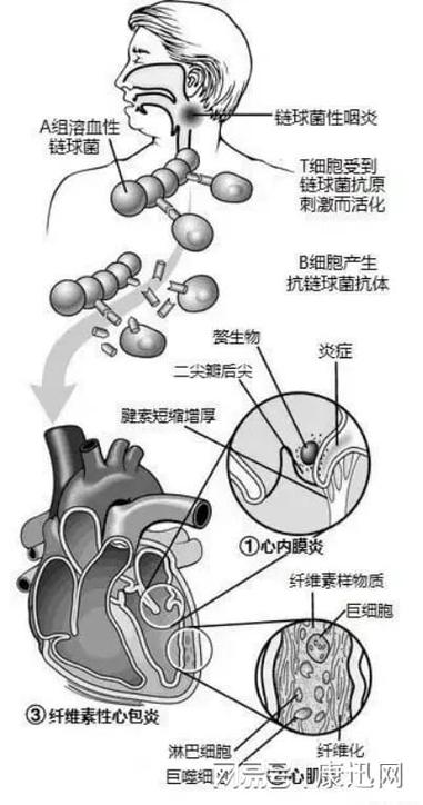 探秘貓咪的內(nèi)心世界，一次磁共振掃描之旅