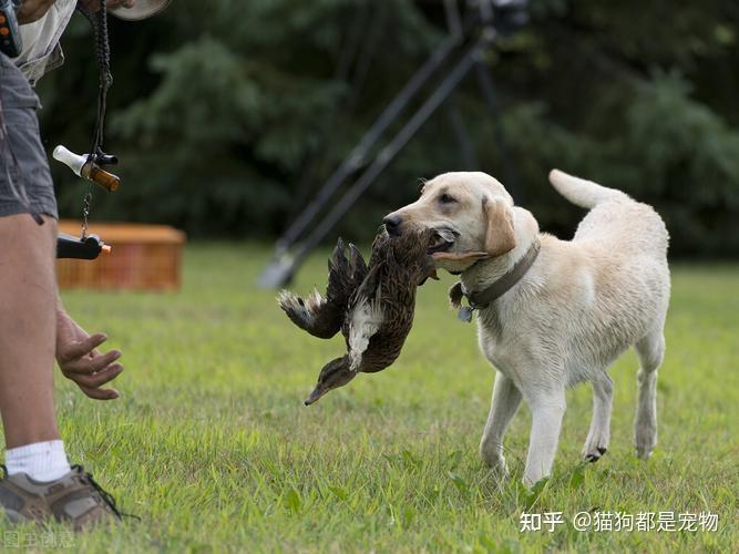 追逐與守護(hù)，一只小狗和它的獵物