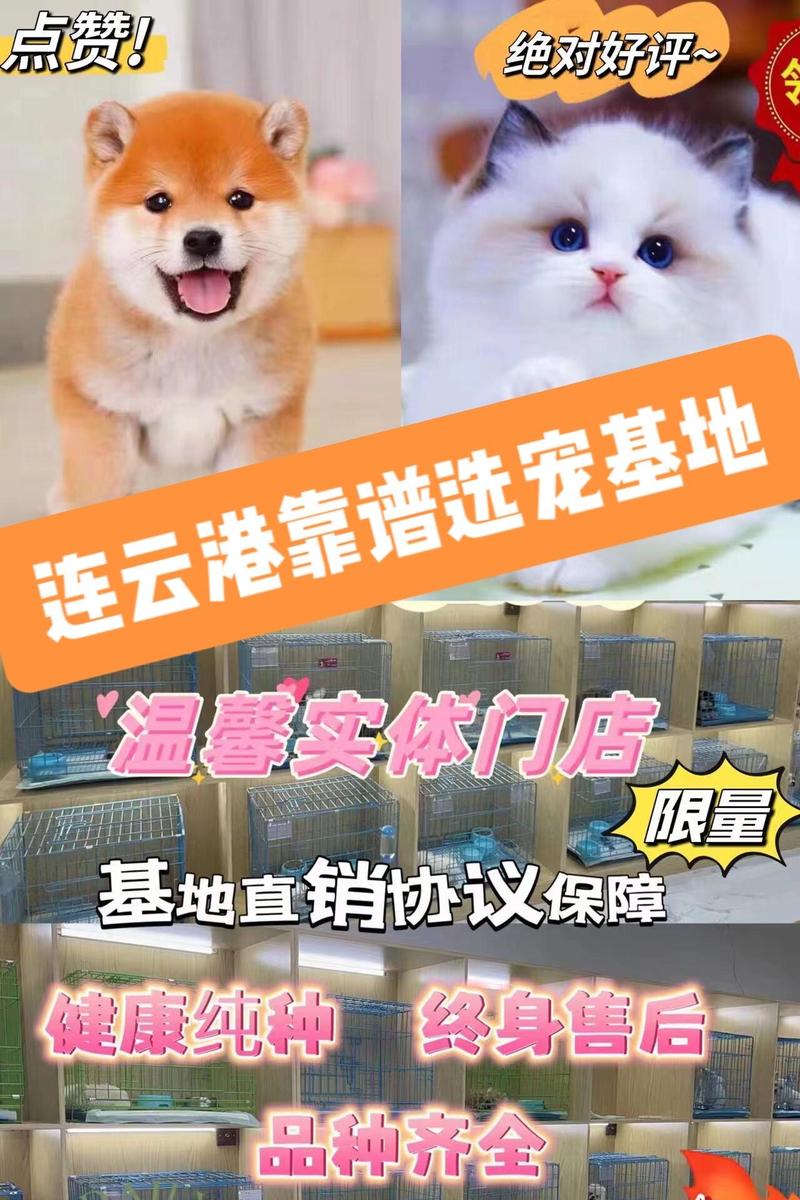 貓咪終身售后，與愛寵共度無憂生活