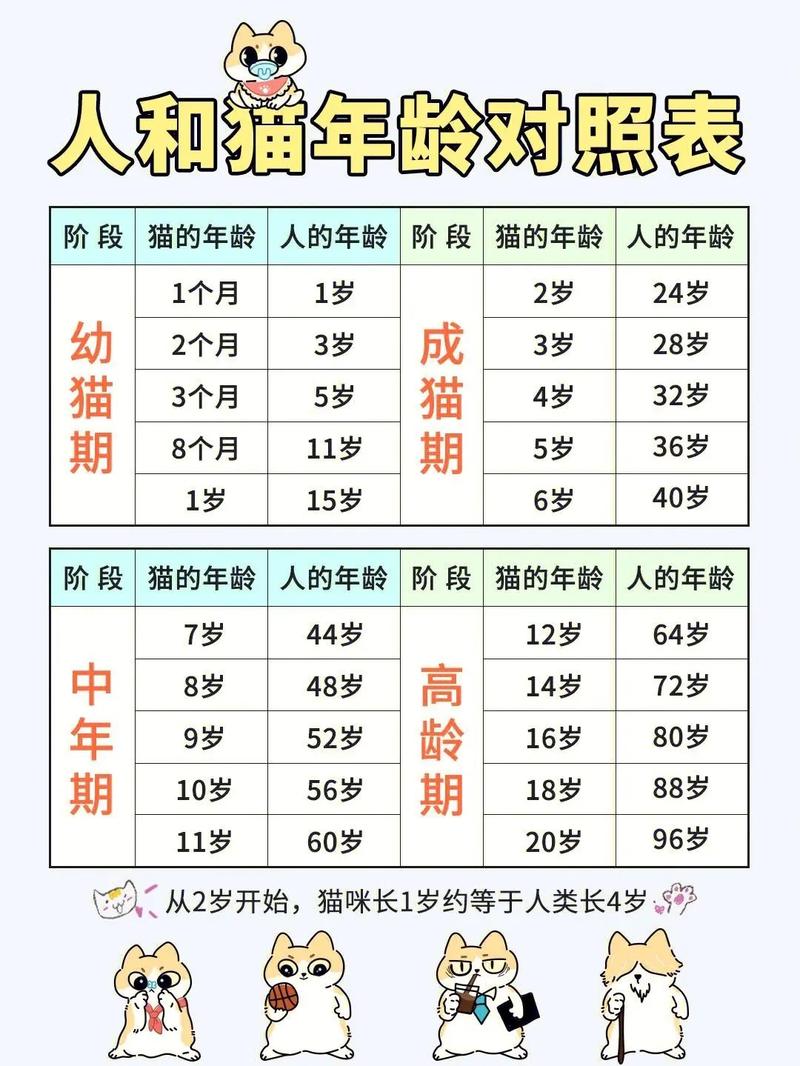 貓咪幾歲算成年？成長(zhǎng)期如何科學(xué)規(guī)劃？