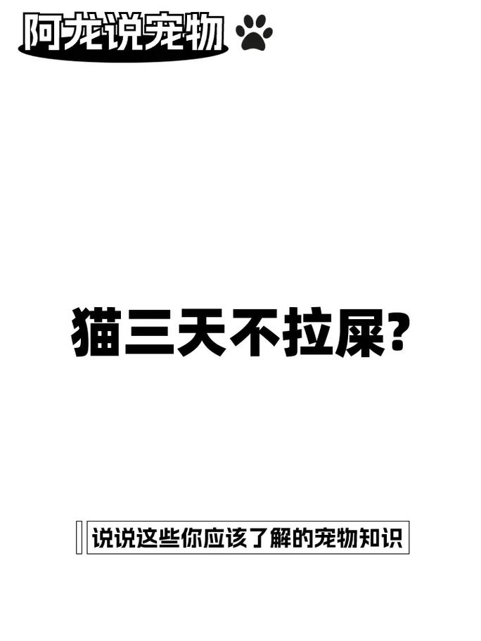 貓咪健康警報，了解和處理膀胱異常的重要性