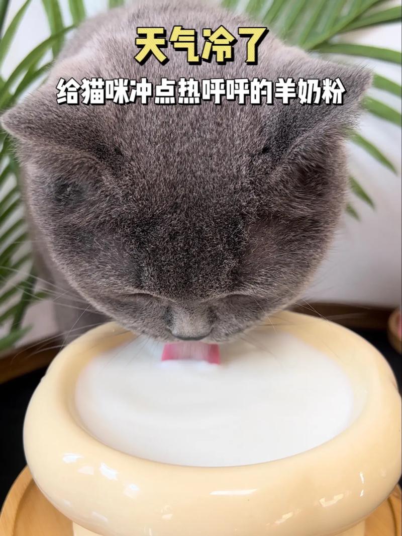 貓咪真的可以喝羊奶嗎？了解一下貓咪與乳制品的真相