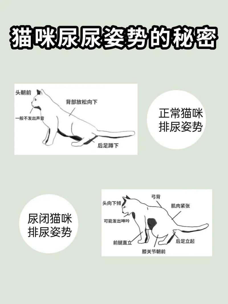 探索貓咪撒尿行為的秘密