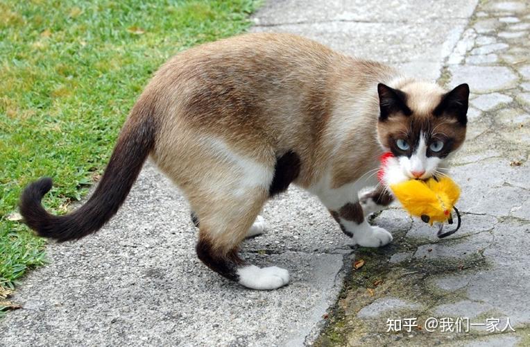 貓咪捕獵的藝術(shù)，探究它們狩獵本能的神奇魅力