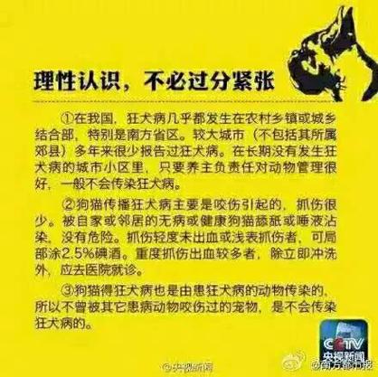 貓咪的健康警鐘，了解與預(yù)防貓狂犬病的重要性