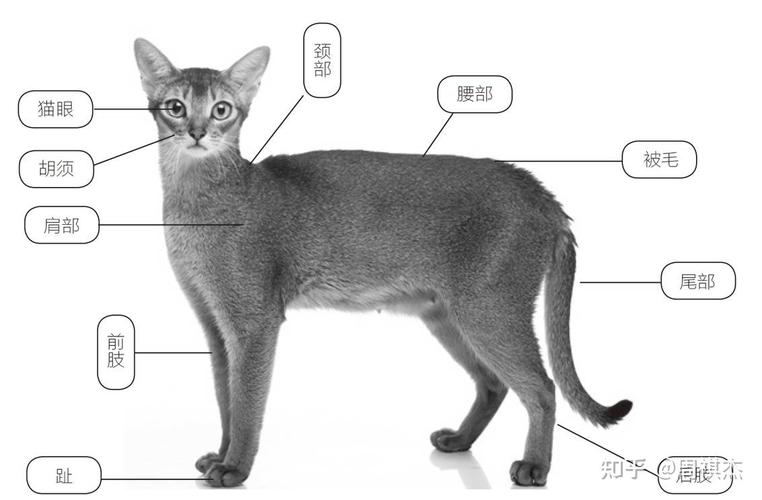 貓咪脊椎突起的潛在危險(xiǎn)與預(yù)防措施