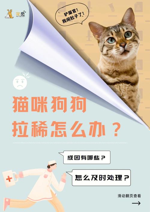 貓咪拉稀休克，了解癥狀及應對措施