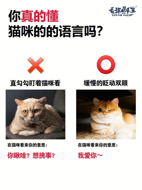 貓咪的又咬行為，理解與應對