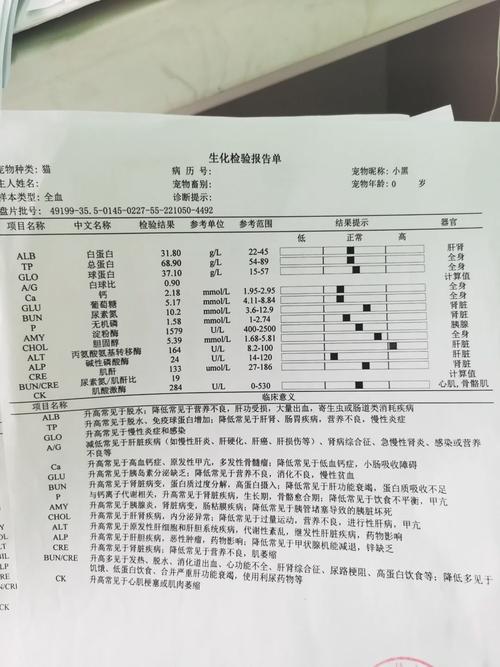 貓咪慢性炎癥，了解、診斷與治療