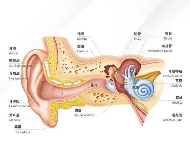 貓咪耳朵到底有多深？揭秘神秘聽覺器官