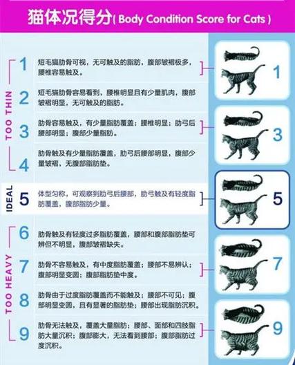 貓咪肋骨摔傷，如何避免與緊急處理