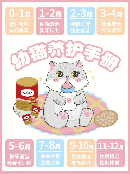 貓咪飼養(yǎng)全攻略，養(yǎng)出快樂(lè)健康的小貓