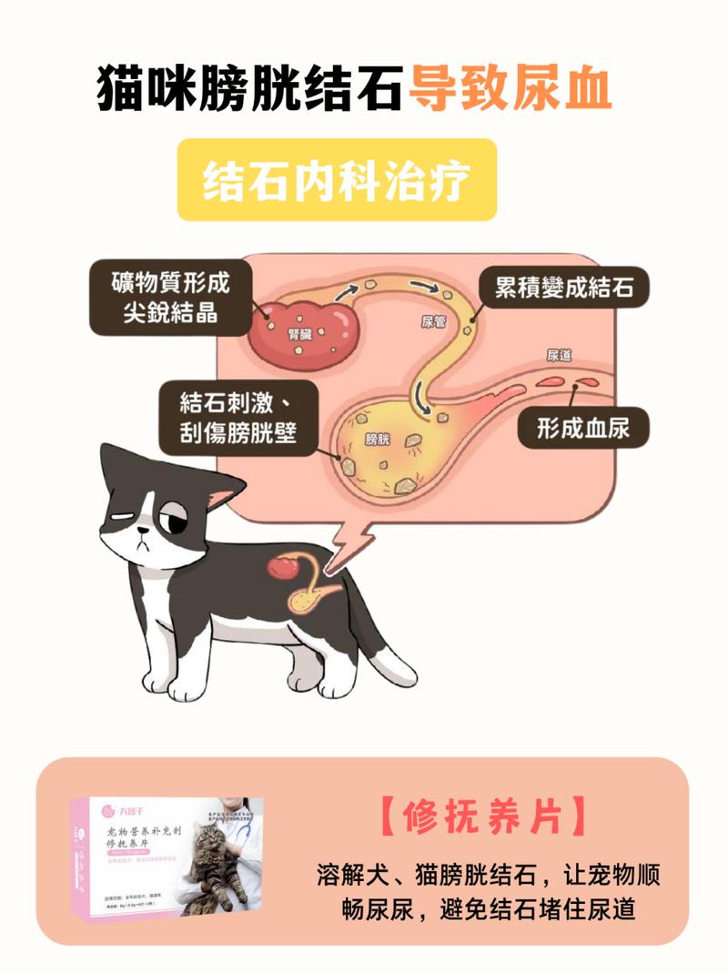 貓咪結(jié)石反復(fù)，預(yù)防與治療指南