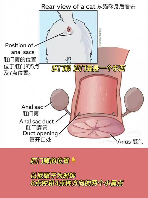 貓咪肛門積液，如何預(yù)防與處理