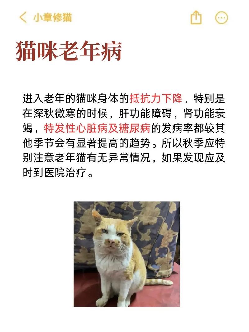 貓咪肝臟問題，常見癥狀與預(yù)防指南