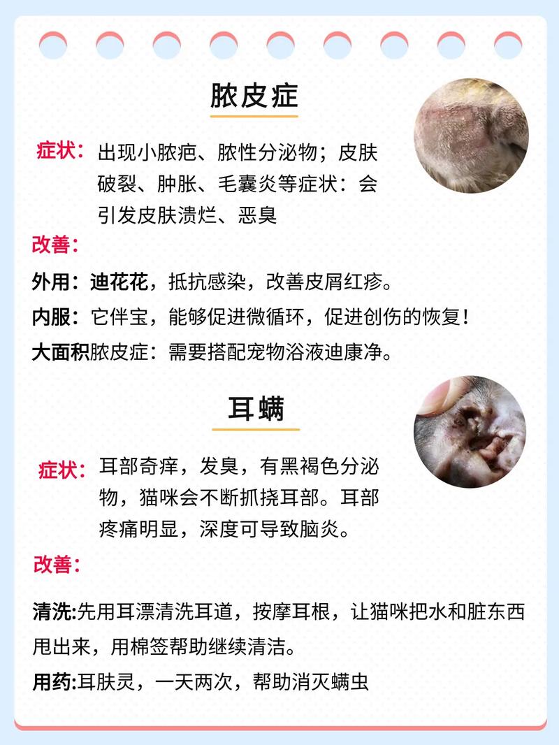 貓咪螨蟲，如何預防與應對皮膚問題