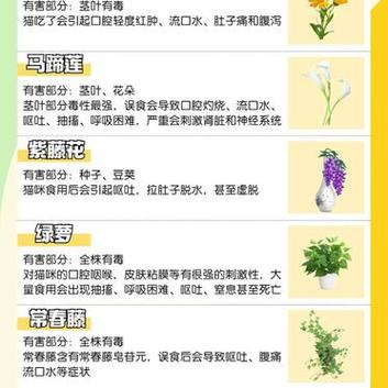 貓咪誤食吊蘭，了解潛在危險并采取預(yù)防措施