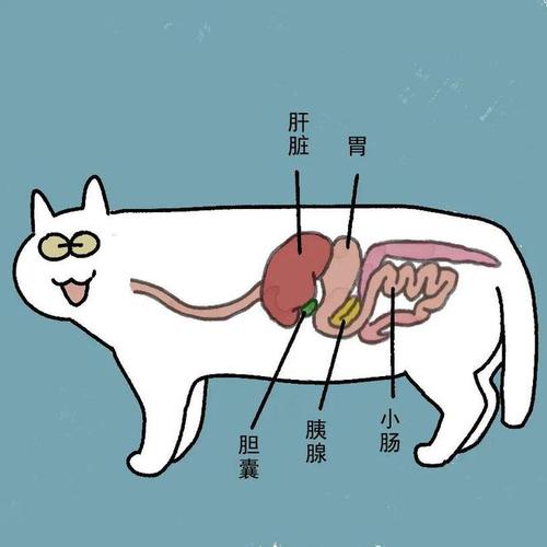 貓咪肝病，理解、診斷與治療