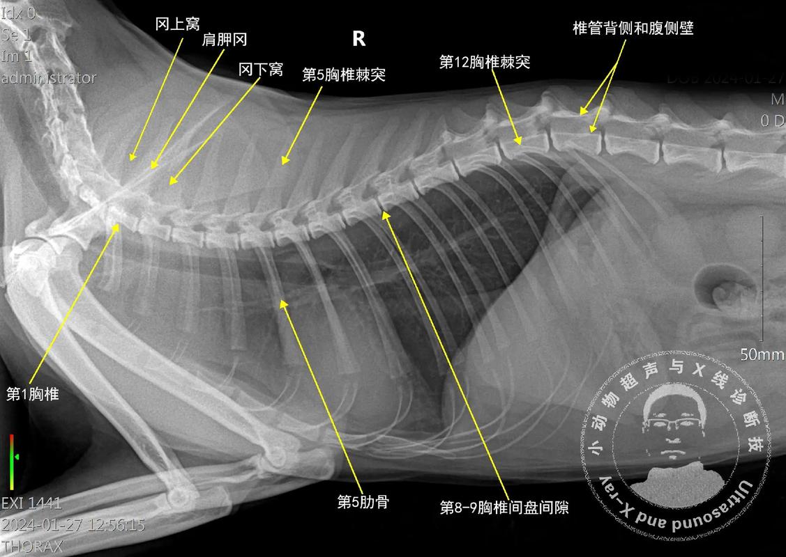 探秘貓咪胸口的神秘骨頭，胸椎與脊柱的秘密