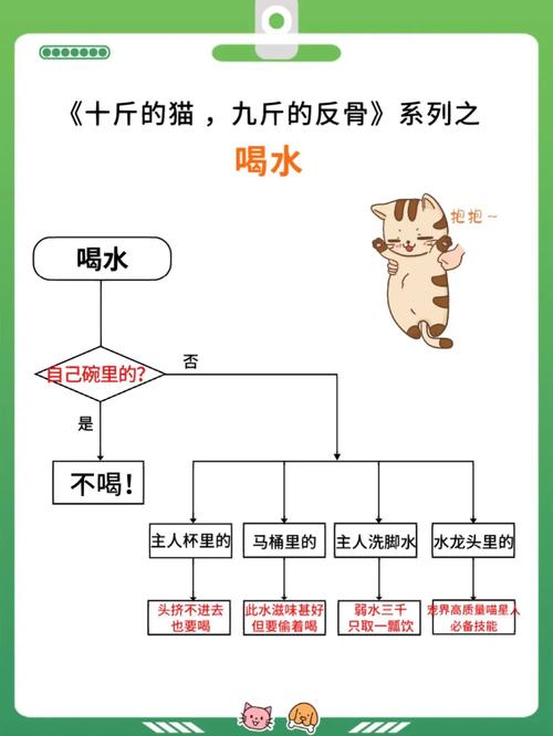 貓咪九斤，與九斤共舞的溫馨故事