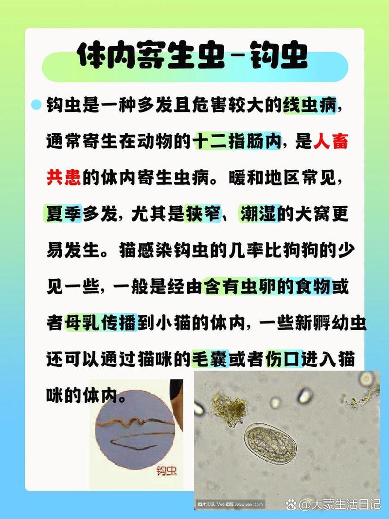 貓咪感染桿菌，了解癥狀、預(yù)防與治療