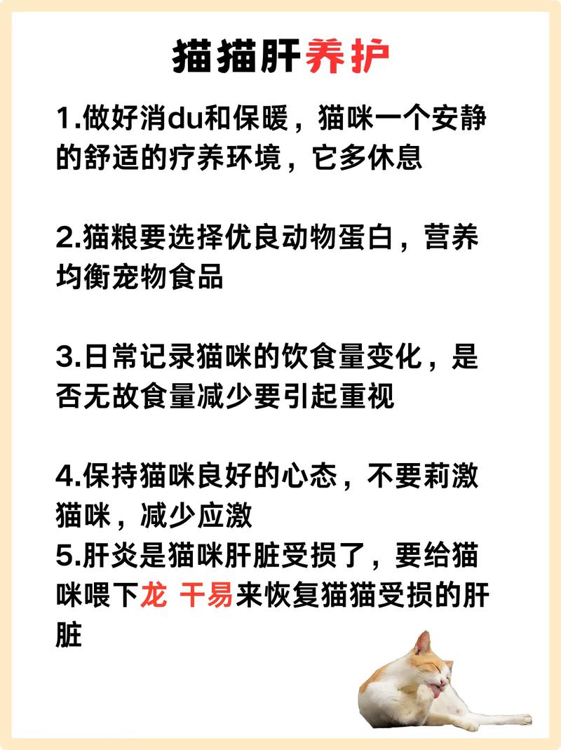 揭秘貓咪肝臟健康，識(shí)別和處理肝炎