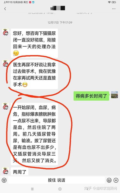 揭秘貓咪導尿的費用，價格透明化與健康管理