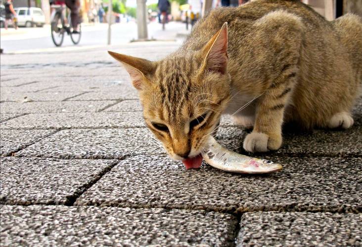 貓咪誤食魚刺，醫(yī)生妙手回春