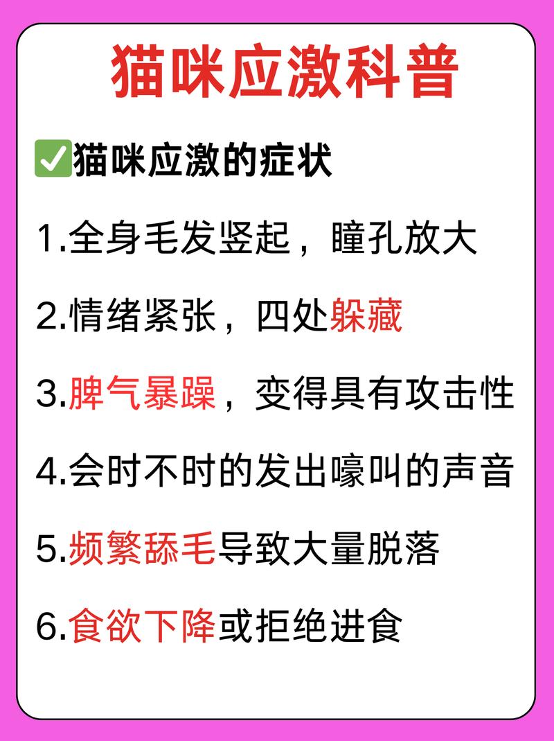 貓的暴躁情緒，理解與應對