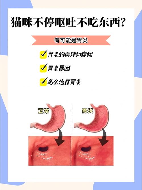 貓咪瘦胃炎，如何護理讓愛寵健康歸來