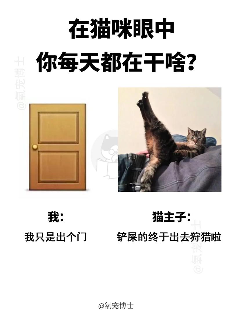 貓咪為何會(huì)不時(shí)發(fā)抖？——揭秘貓咪發(fā)抖的秘密