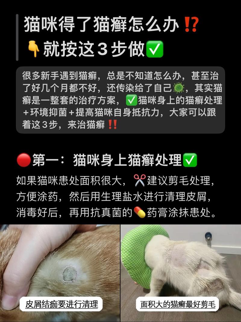 貓咪爪子爛掉，如何護(hù)理與治療