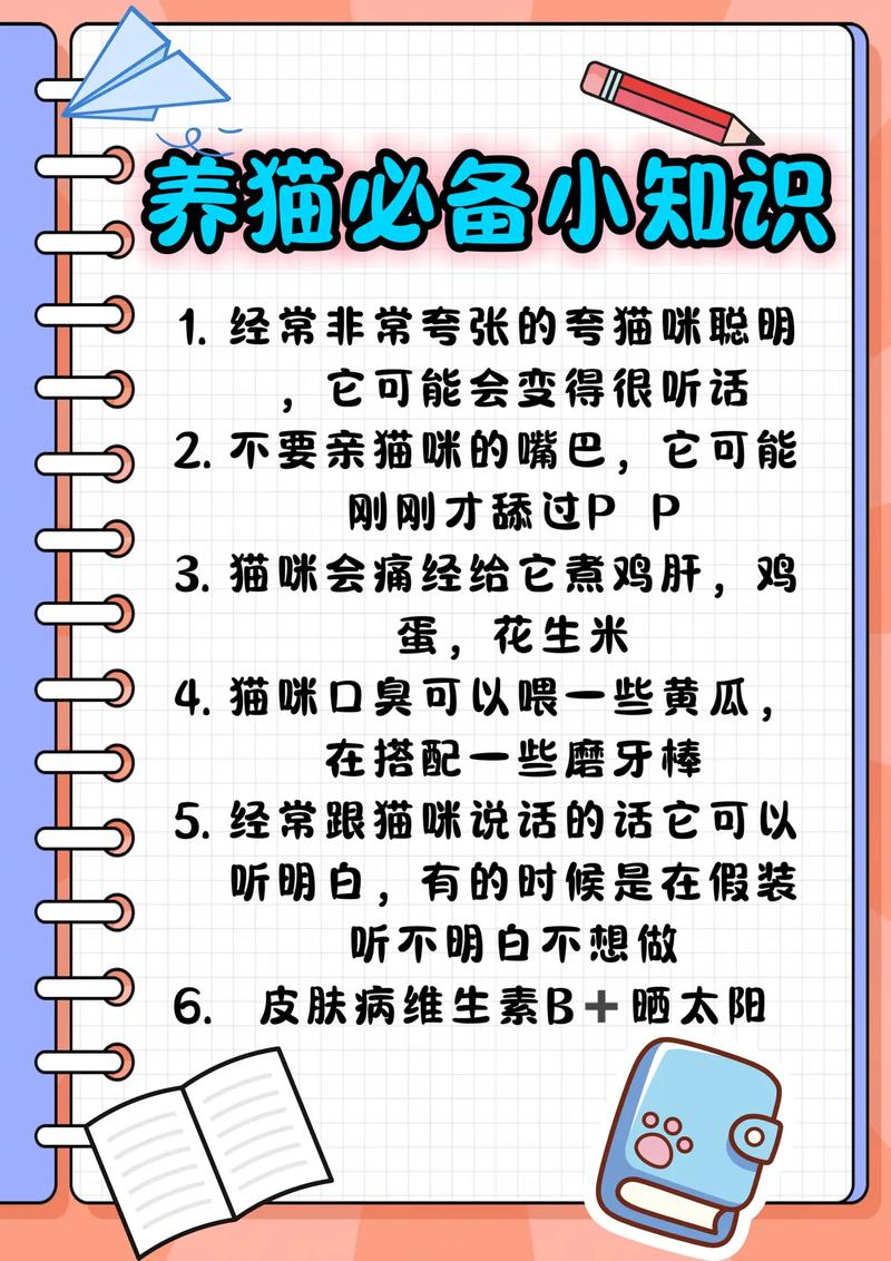 喵星人的魅力，揭秘昆明貓咪美容的秘密