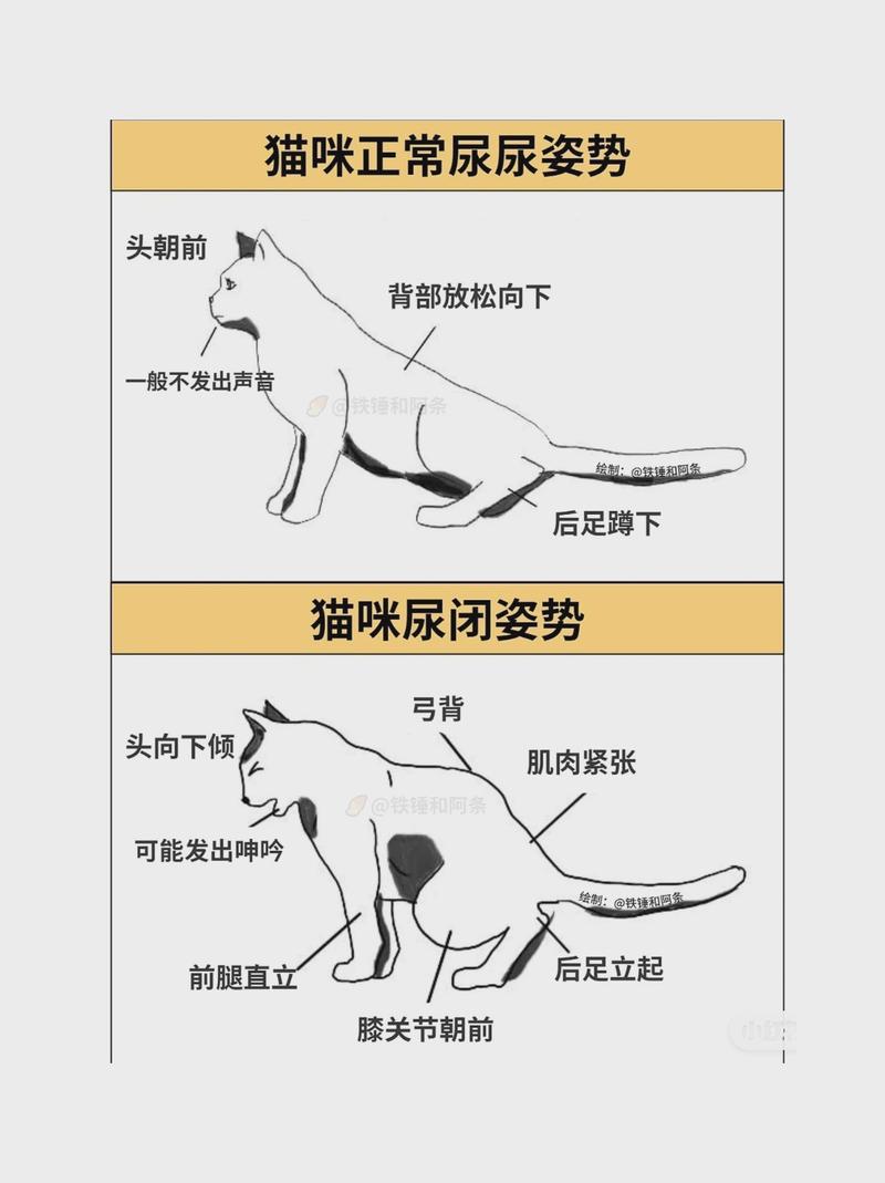 貓咪無尿？如何識(shí)別與處理貓咪排尿障礙