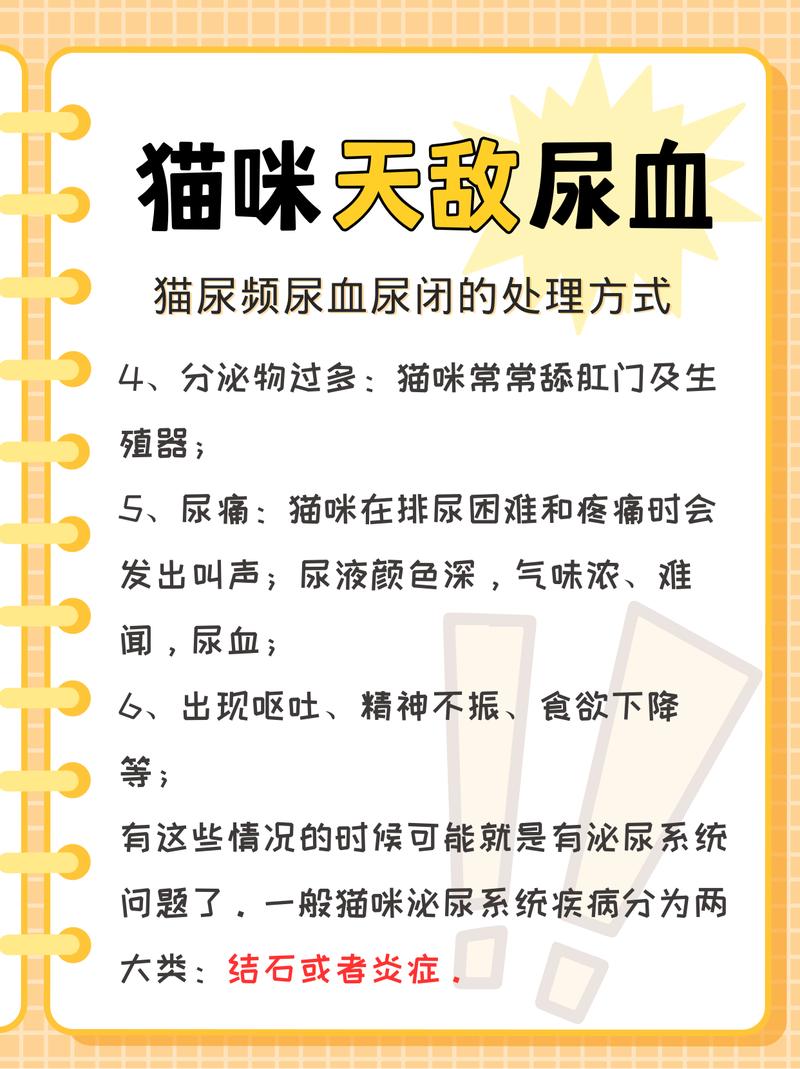 貓咪突然尿頻，警惕潛在健康問題的信號