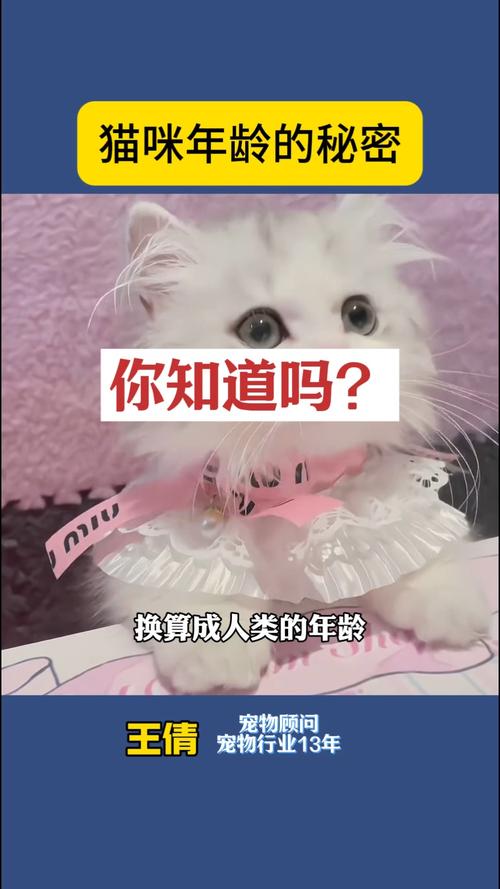 揭秘貓咪鼻飼的秘密——一種特殊的喂養(yǎng)方式