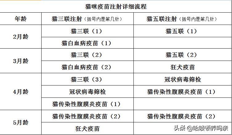 貓咪不打疫苗？真相與誤區(qū)