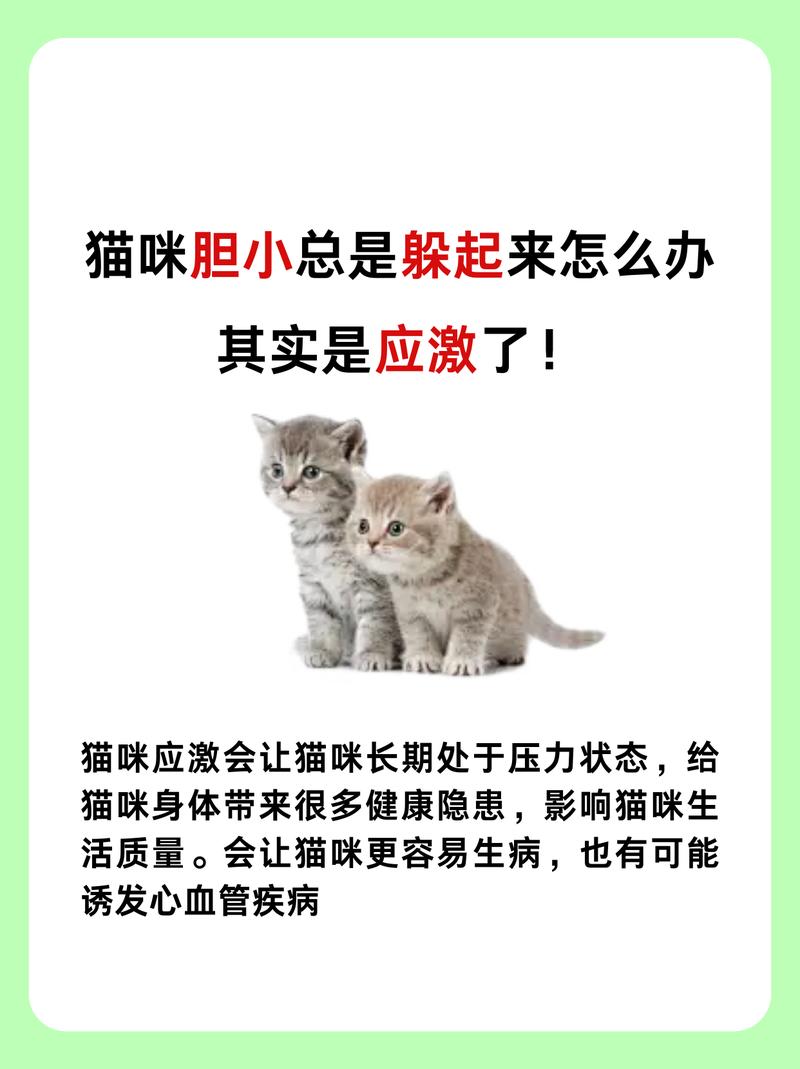 貓咪鼻孔發(fā)黃？了解可能的健康隱患