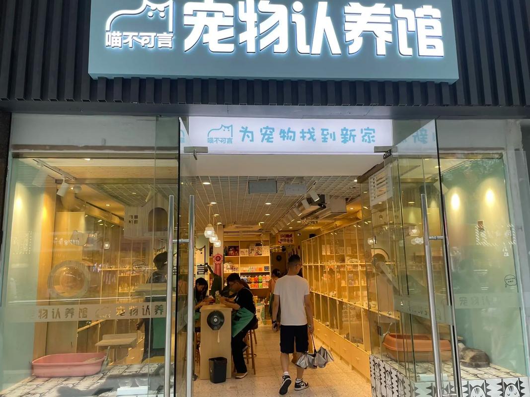 貓咪寄養(yǎng)店，讓愛寵享受溫馨的家