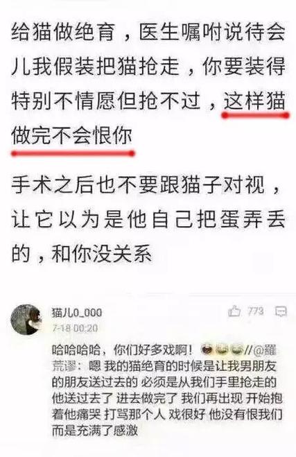 追捕貓與愛的循環(huán)，主人與寵物的深情故事