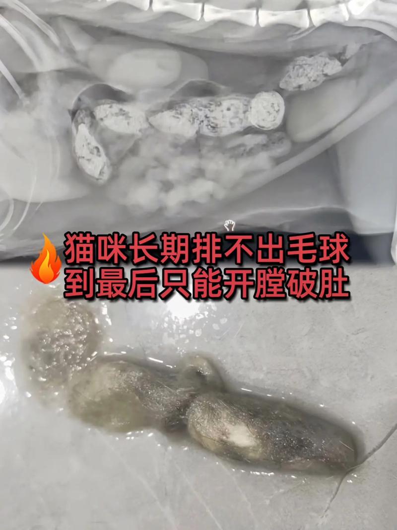 貓咪的臟趣——探索貓咪嘴邊毛發(fā)的秘密