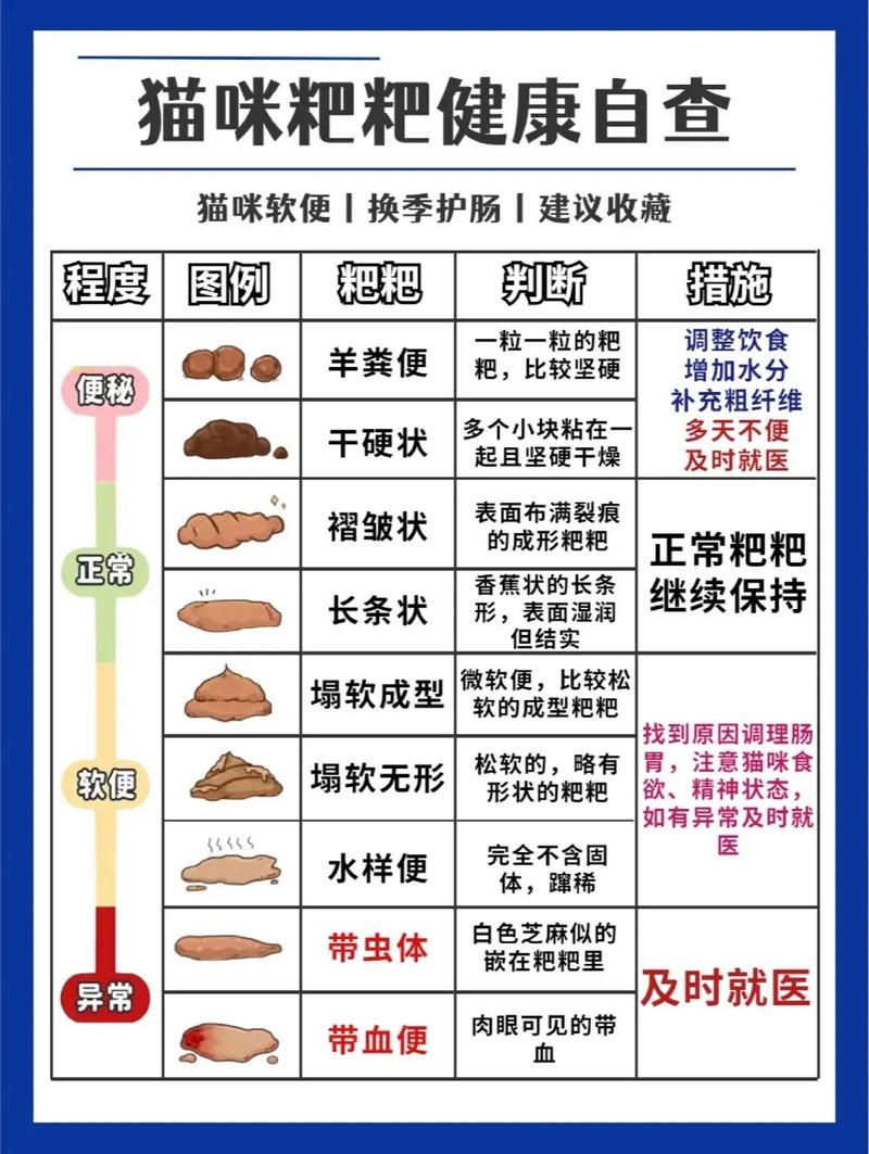 貓咪拉糞便的真相，如何保持家中的清潔與健康