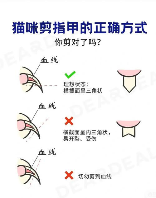 貓咪指甲過長，護(hù)理與潛在問題