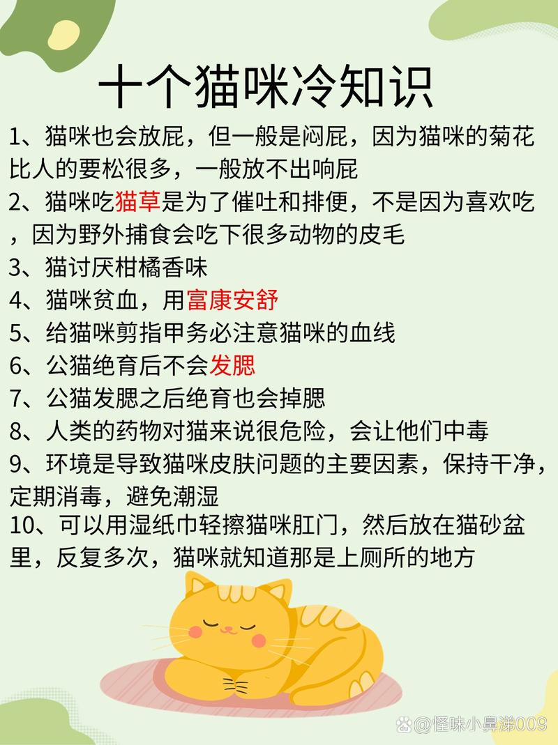 貓咪的神秘灌水與催吐行為揭秘