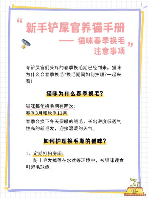 貓咪換毛季，養(yǎng)護(hù)技巧讓你家重獲清新