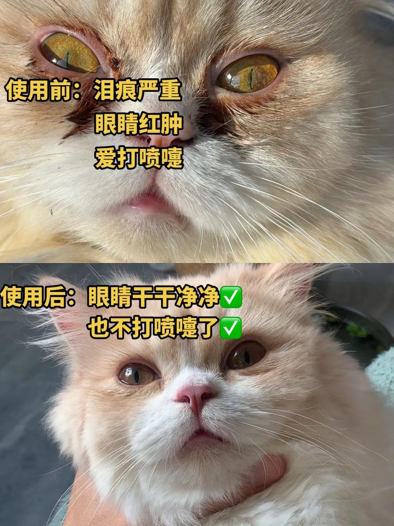 貓咪的鼻子為什么這么差？揭秘貓咪的嗅覺世界